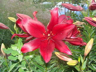 1920 X 1440 346.6 Kb ������ ��� ������� ����� ��������