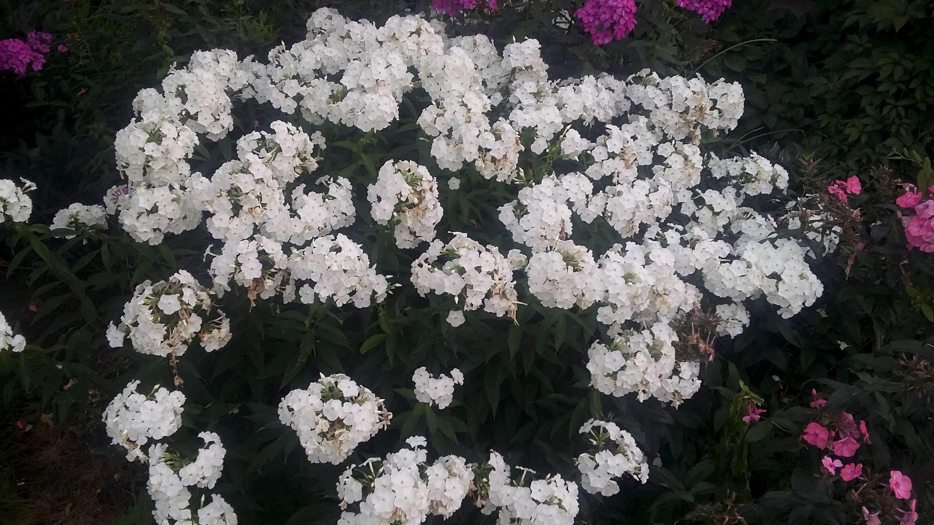 флоксы белые сорта с фото и названиями