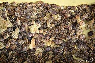 640 X 427 81.2 Kb 1000 X 667 301.1 Kb �������� �� ����