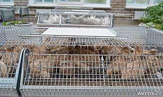 640 X 384 67.8 Kb 640 X 427 81.2 Kb 1000 X 667 301.1 Kb �������� �� ����