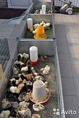 320 X 480 53.4 Kb 640 X 384 67.8 Kb 640 X 427 81.2 Kb 1000 X 667 301.1 Kb �������� �� ����