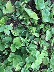 1080 X 1440 230.7 Kb      