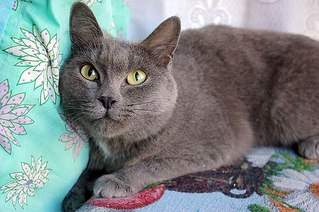 604 X 402 62.7 Kb Кошка-почти-британка, столкнувшаяся с человеческой жестокостью.