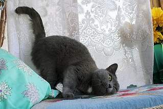 604 X 403 68.8 Kb 604 X 402 62.7 Kb Кошка-почти-британка, столкнувшаяся с человеческой жестокостью.