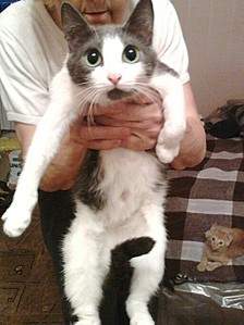 512 X 684  79.3 Kb   -  . ,  