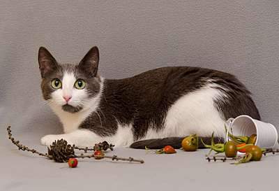 1920 X 1311 199.0 Kb   -  . ,  