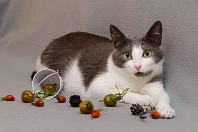 1920 X 1281 159.9 Kb   -  . ,  