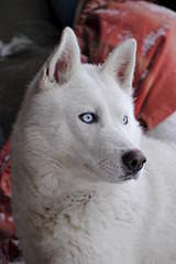 1920 X 2868 651.7 Kb  - .