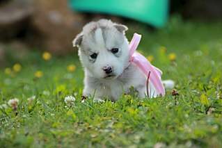 1280 X 853 132.5 Kb 682 X 1024 89.6 Kb  - .