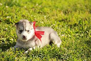 1280 X 853 250.6 Kb 682 X 1024 98.0 Kb  - .