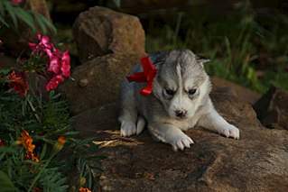 1280 X 853 152.2 Kb 1280 X 853 250.6 Kb 682 X 1024 98.0 Kb  - .