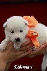 682 X 1024 67.5 Kb  - .