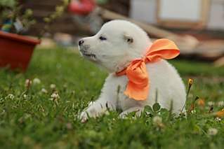 1280 X 853 116.3 Kb 682 X 1024 67.5 Kb  - .