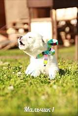 682 X 1024 102.0 Kb  - .