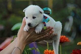 1280 X 853 98.3 Kb 682 X 1024 102.0 Kb  - .