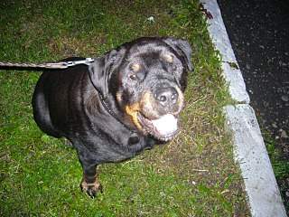 1280 X 960 436.0 Kb 960 X 720 157.9 Kb 1536 X 2048 690.9 Kb 940 X 772 121.7 Kb  ..   !