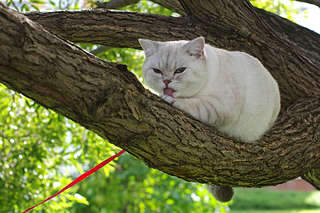 1920 X 1279 283.7 Kb Питомник'Gem Sweet'.Британские котята-всех цветов радуги!