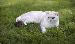 1920 X 1129 286.9 Kb Питомник'Gem Sweet'.Британские котята-всех цветов радуги!