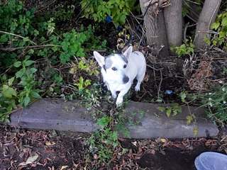 604 X 453 89.0 Kb 604 X 453 82.1 Kb    