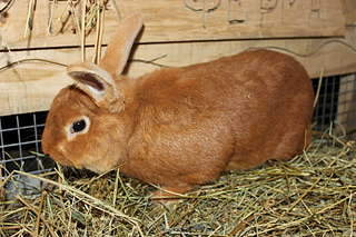 1920 X 1280 258.0 Kb ��������� �������� ����