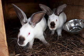 1920 X 1280 184.7 Kb ��������� �������� ����