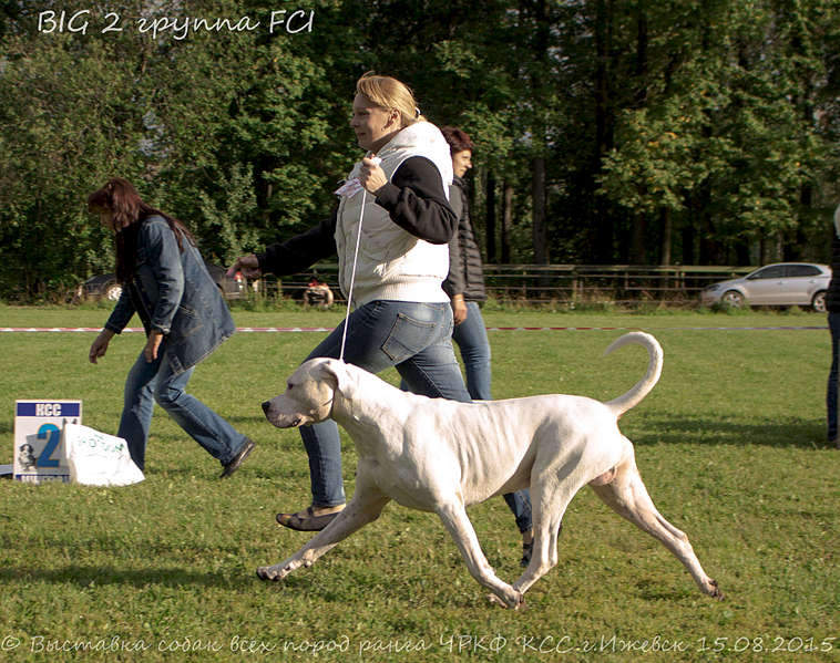 1920 X 1518 430.6 Kb 1920 X 1472 354.5 Kb 15-16 августа 2015 КСС Ижевск приглашает на выставку ранга ЧРКФ