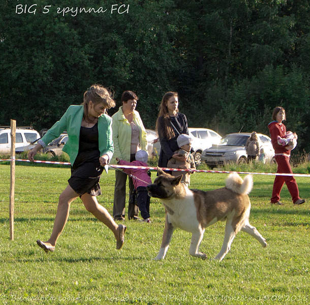 1874 X 1842 531.2 Kb 15-16 августа 2015 КСС Ижевск приглашает на выставку ранга ЧРКФ