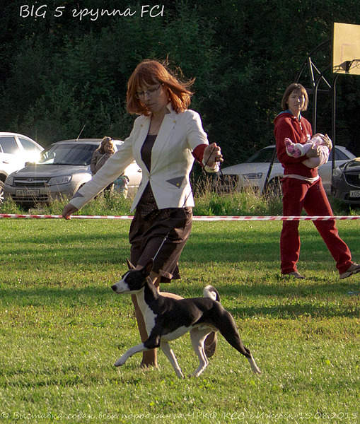 1235 X 1455 326.5 Kb 1739 X 1673 465.7 Kb 1874 X 1842 531.2 Kb 15-16 августа 2015 КСС Ижевск приглашает на выставку ранга ЧРКФ