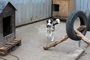 1280 X 853 165.2 Kb Очень нуждаемся в помощи для щенка со сломанными лапками. Долги