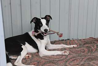 1280 X 853 161.3 Kb 1280 X 853 168.8 Kb 1280 X 853 165.2 Kb Очень нуждаемся в помощи для щенка со сломанными лапками. Долги