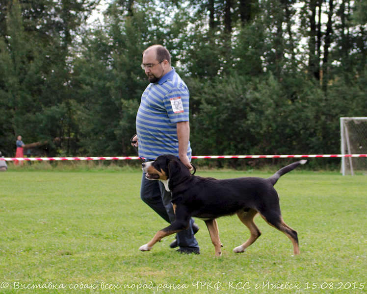 1920 X 1539 333.8 Kb 15-16 августа 2015 КСС Ижевск приглашает на выставку ранга ЧРКФ