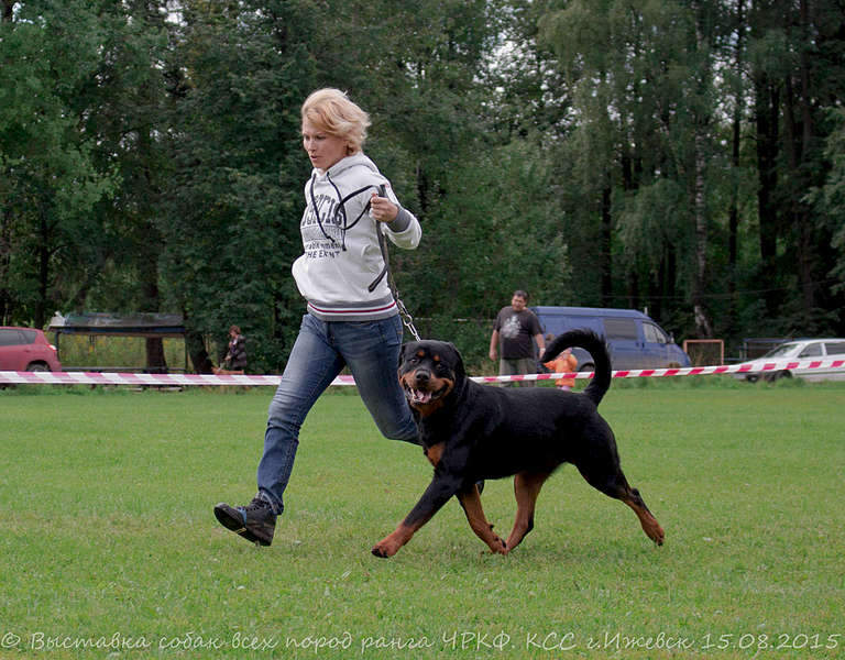 1920 X 1500 382.7 Kb 1920 X 1510 384.8 Kb 1920 X 1280 480.3 Kb 15-16 августа 2015 КСС Ижевск приглашает на выставку ранга ЧРКФ