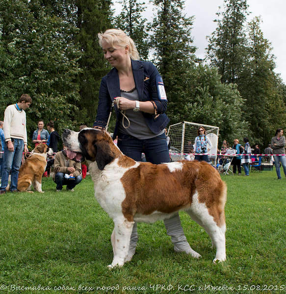 1920 X 1974 752.6 Kb 1920 X 1280 442.3 Kb 1920 X 1206 368.1 Kb 15-16 августа 2015 КСС Ижевск приглашает на выставку ранга ЧРКФ