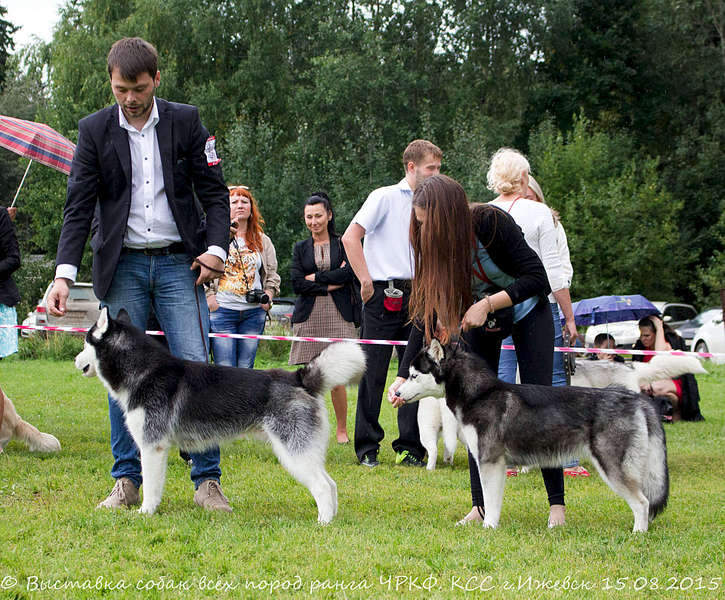 1920 X 1587 540.2 Kb 15-16 августа 2015 КСС Ижевск приглашает на выставку ранга ЧРКФ