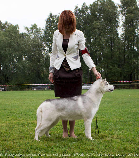 1920 X 2183 536.4 Kb 15-16 августа 2015 КСС Ижевск приглашает на выставку ранга ЧРКФ