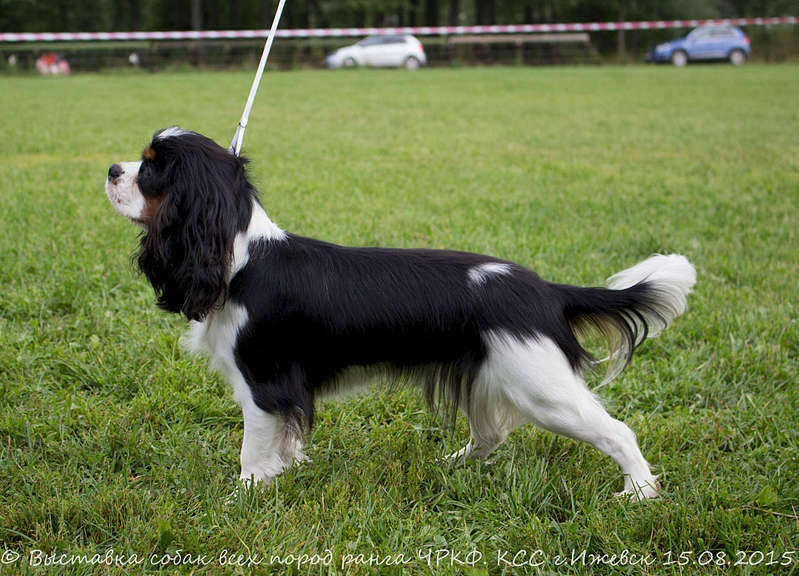 1920 X 1384 382.0 Kb 15-16 августа 2015 КСС Ижевск приглашает на выставку ранга ЧРКФ