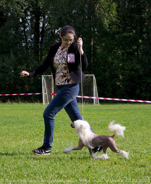 1920 X 2337 615.8 Kb 1920 X 2114 562.1 Kb 1920 X 2056 596.6 Kb 15-16 августа 2015 КСС Ижевск приглашает на выставку ранга ЧРКФ