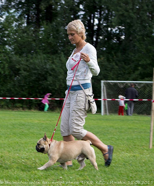 2008 X 2430 405.7 Kb 15-16 августа 2015 КСС Ижевск приглашает на выставку ранга ЧРКФ