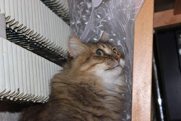 604 x 403 403 X 604  50.7 Kb -    )  !