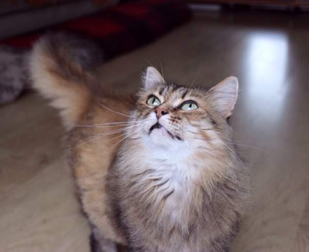 604 x 493 403 X 604  45.1 Kb -    )  !