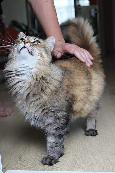 403 X 604  50.7 Kb -    )  !