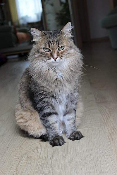 403 X 604  45.1 Kb -    )  !