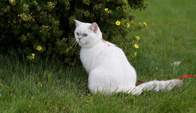 647 x 375 Питомник'Gem Sweet'.Британские котята-всех цветов радуги!