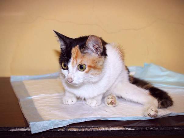 604 x 453 604 x 453 604 x 453 604 x 453 604 x 453  .   .