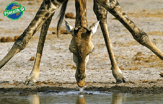 600 X 384 188.3 Kb 419 X 280  77.9 Kb  