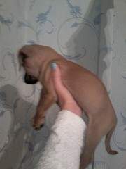 1200 X 1600 422.6 Kb 1600 X 1200 450.0 Kb 1200 X 1600 448.6 Kb   