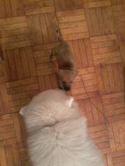 1200 X 1600 506.0 Kb 1200 X 1600 422.6 Kb 1600 X 1200 450.0 Kb 1200 X 1600 448.6 Kb   