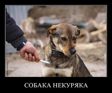 590 X 492 59.4 Kb 501 X 600 67.3 Kb Улыбнемся?