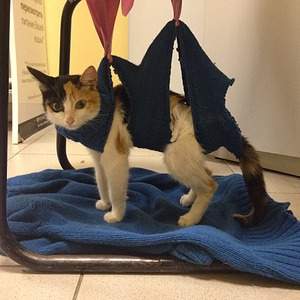 960 X 960 296.2 Kb  .   .