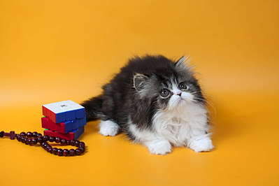 1920 X 1280 105.7 Kb 1920 X 1280 89.4 Kb    